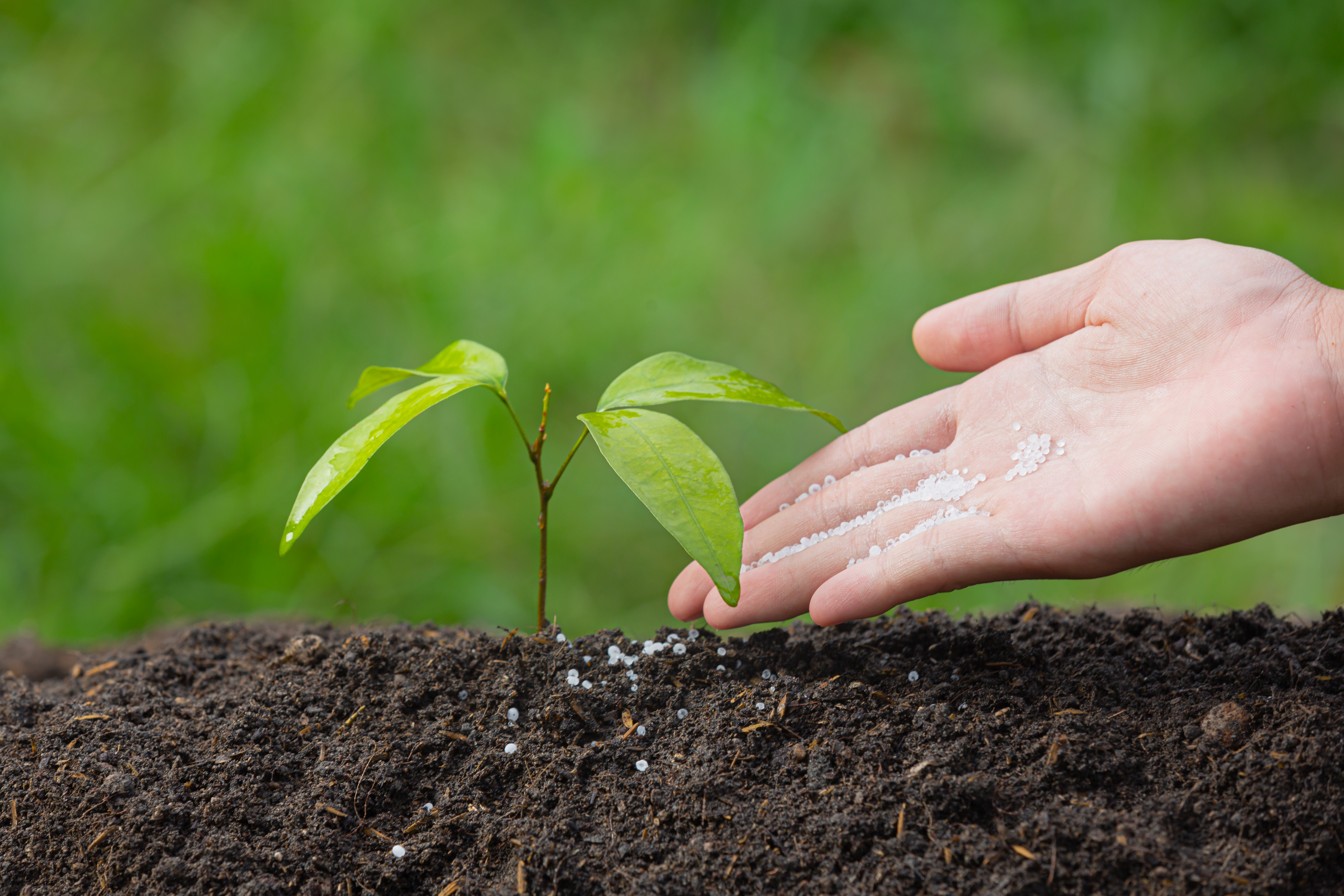 Fertilizer granules being applied beside a young agricultural plant